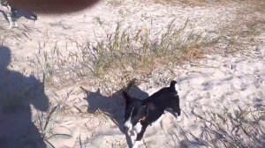 Лающие басенджи.