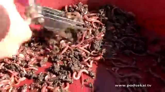 Ловля весеннего карпа на фидер (часть 2).mp4 смотреть онлайн