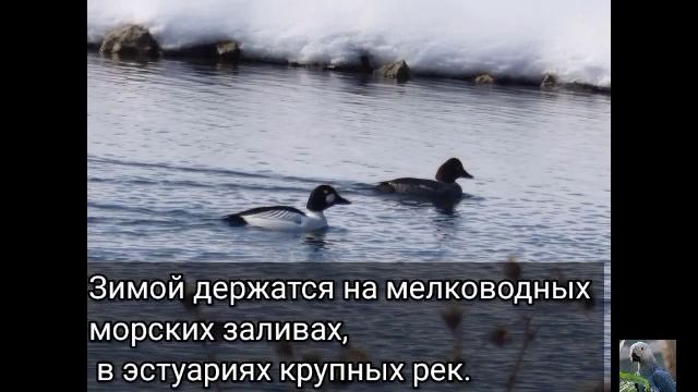 Обыкновенный гоголь (англ. Common Goldeneye) смотреть онлайн