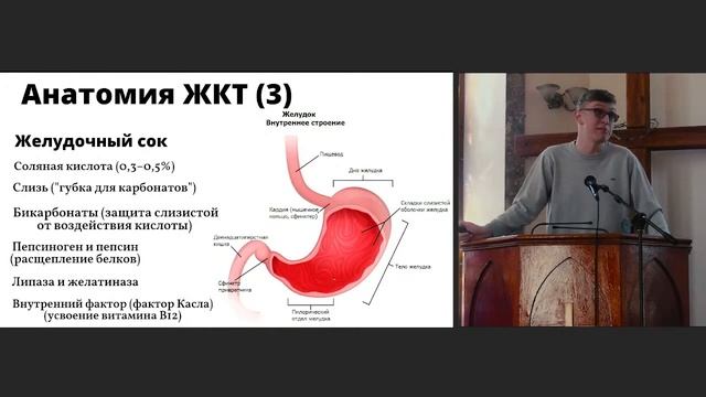 Процесс пищеварения. Анатомия ЖКТ | Здоровый образ жизни смотреть онлайн