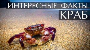Крабы. Интересные факты