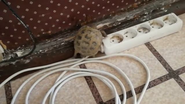 Макс Максимов купил черепахониндзявую черепаху смотреть онлайн