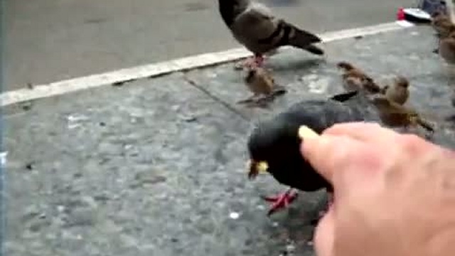 Бесстрашные пернатые