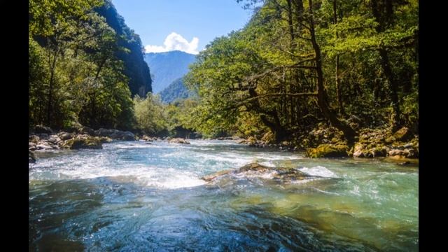 ФОРЕЛЬ (Ф.ШУБЕРТ) смотреть онлайн