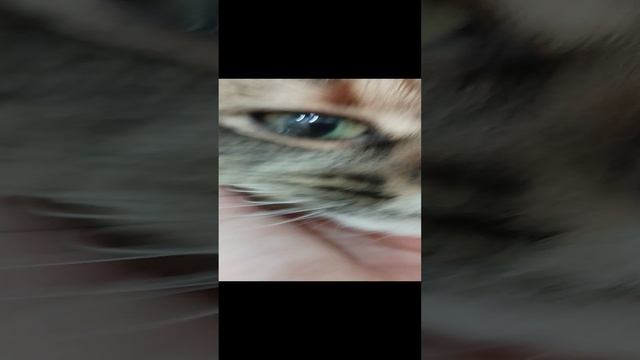 моя кошка ? смотреть онлайн