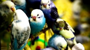 1 Час - Веселое Пение Волнистых Попугайчиков. Звуки природы. Пение птиц.