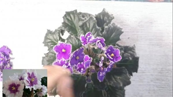 Emerald Lace Обзор Сорта