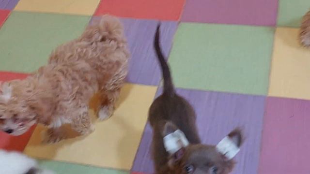 Чихуахуа и МАЛЬТИПУ питомник Кастропуло Крым #chihuahua #maltipoo #puppy #sale #самыекрасивые смотреть онлайн