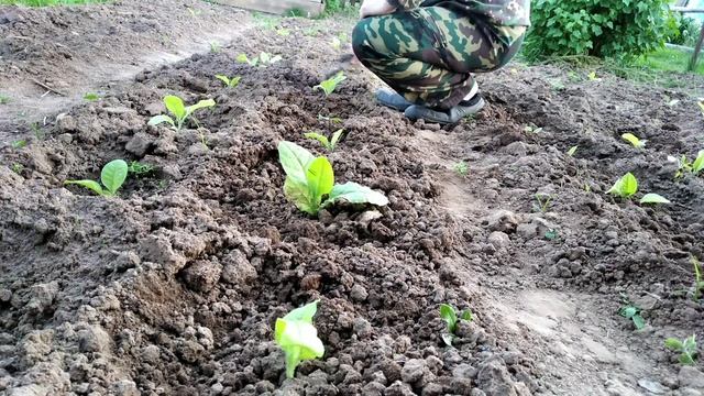табак растет, рыхление,полив,  подкормка, прижился замечательно.