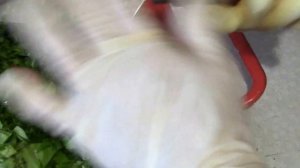 Заготовки на зиму  Крошево(квашеные зеленые листья капусты)  для серых щей