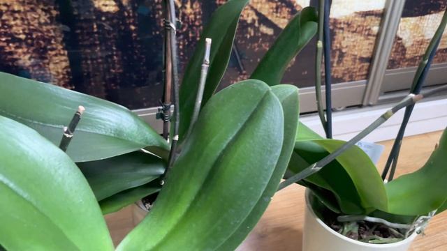 Phal. Pescara Vs. Phal. Albufeira Сравним два отличных сорта  орхидей в мутации ‘бабочка’.