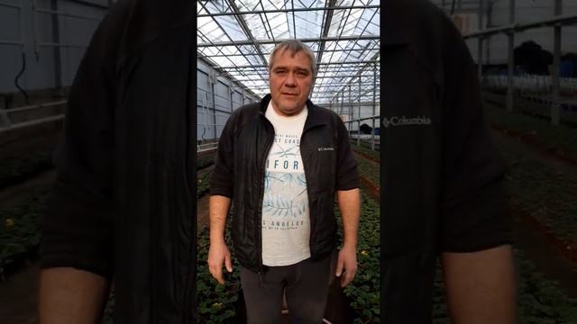 Клубника на весну, Элан и Милан. смотреть онлайн