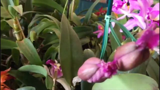 Feira de orquídeas: Phalaenopsis, walkeriana, cattleya, chuva de ouro chocolate e outras смотреть онлайн