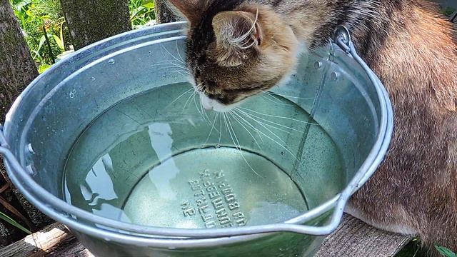 Кот пьет воду Лападруга Настя Катя смотреть онлайн