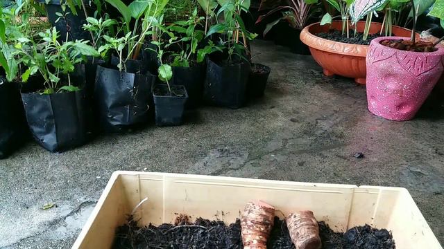 #ปลูกบอนดำสตูลควรมีไว้ประดับบ้าน #Alocasia_black_satun смотреть онлайн