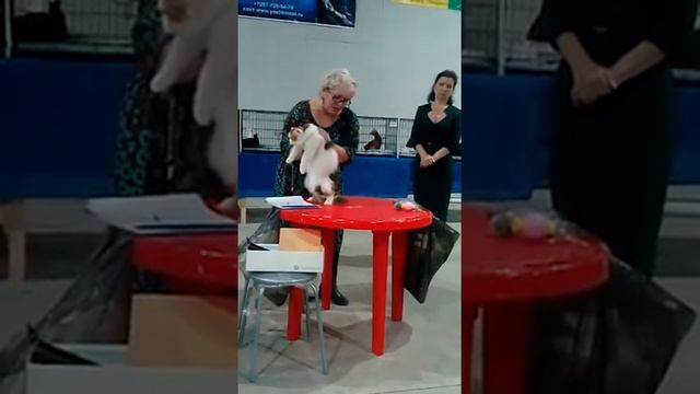 ДЖО 11 мес, мама котят S смотреть онлайн