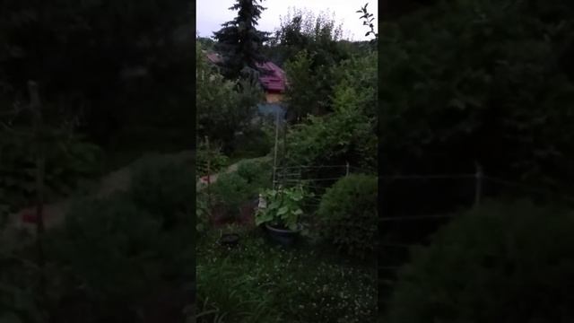 Можжевельник и груша не совместимые соседи смотреть онлайн