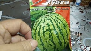 Хочу поделиться какие сорта арбузов я буду сажать в открытый грунт на Урале.