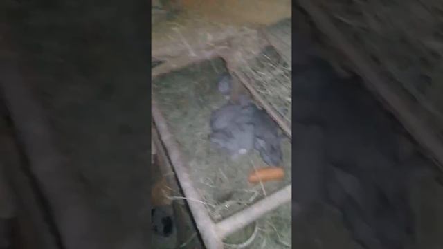 Ризен кролик вес смотреть онлайн