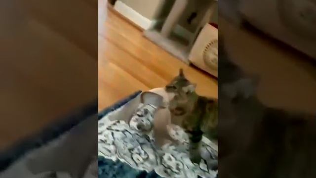 Видео,приколы,юмор,смех смотреть онлайн