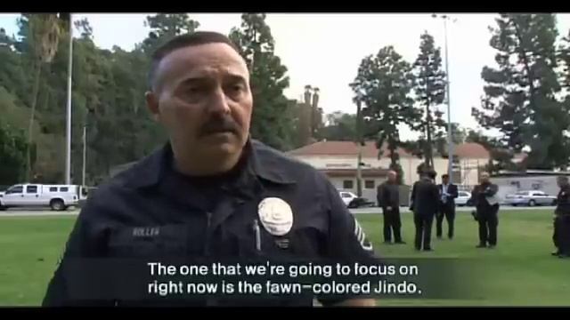 Korean Dog : The Jindo Dog (진돗개) смотреть онлайн