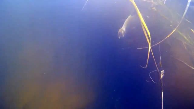 Сазан и любопытная щука! Астраханская подводная охота! смотреть онлайн