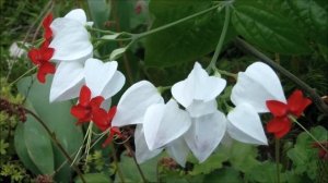 Клеродендрум Томсона купить