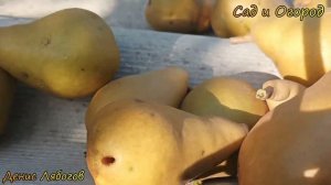 Урожай груши Бера, Сбор урожая, Очень урожайная груша, Зимостойкая груша,