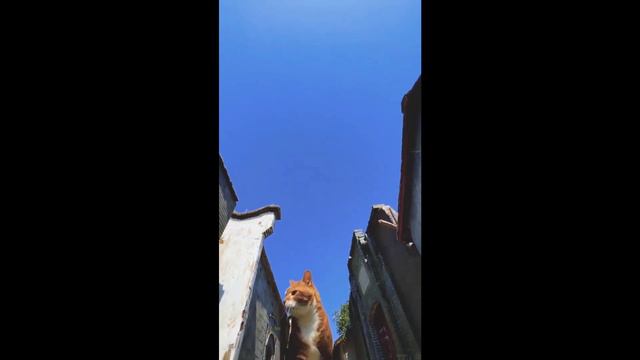 коты захватили мир - день кошачей эры смотреть онлайн