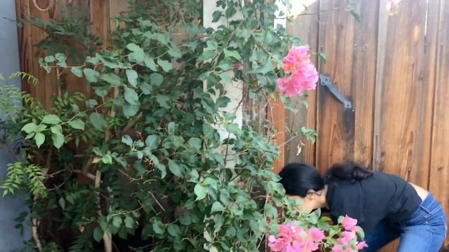 Trim Bougainvillea in 5 Steps: See How to Grow Beautiful Bougainvillea смотреть онлайн