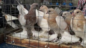 Голубиный Рай ( рынок в Москве)