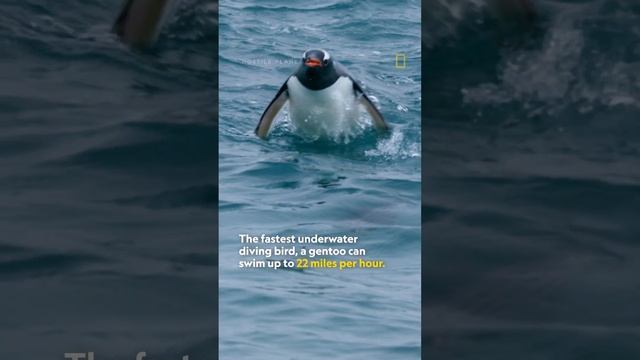 How fast are gentoo penguins? #shorts смотреть онлайн