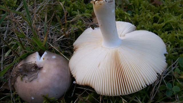 Russula medullata смотреть онлайн