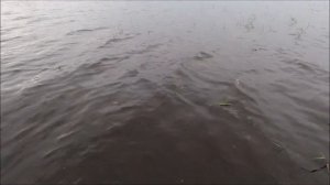 Жара и безветренно... подбираем расцветки для капризной щуки