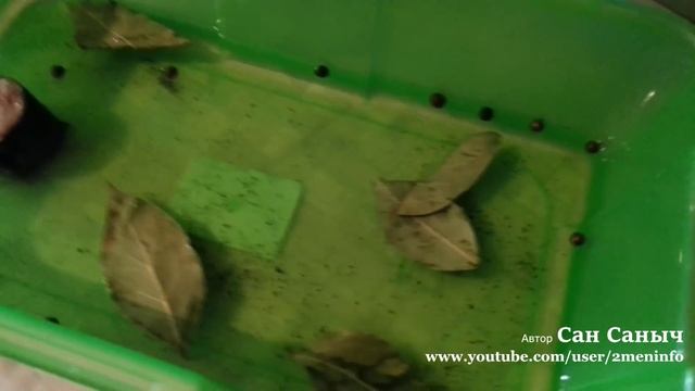 Салаты с Петрушкой