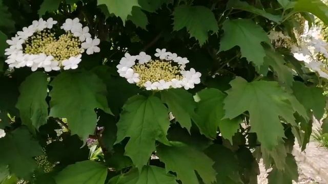 Поєднання багаторічників і кущових.Міксбордер.Цибулинні квіти.Декор.Формування рослин.Garden.Ogród смотреть онлайн