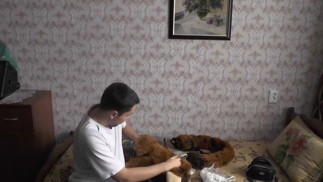 Famir Fursuit Unboxing From Furry Studio | Распаковка Фурсьюта от Furry Studio
