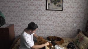Famir Fursuit Unboxing from Furry Studio | Распаковка Фурсьюта от Furry Studio