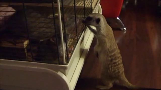 Знакомство крысы и суриката смотреть онлайн