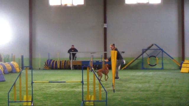 Голубь Алиса и выжла GERN GROSS ANDORRA. Первенство СПб. Джампинг