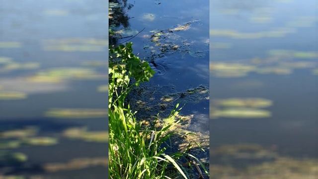 Попал на нерест сазана. смотреть онлайн