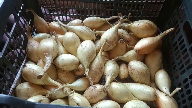 Лук Старорусский кратко отзыв об урожае. Очень кратко о луке "Краб" смотреть онлайн