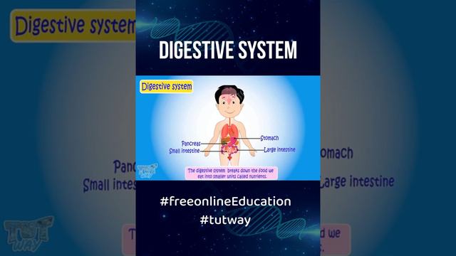 Explainer Video on Digestive system #tutway #freeonlineeducation #Science #digestive #system смотреть онлайн