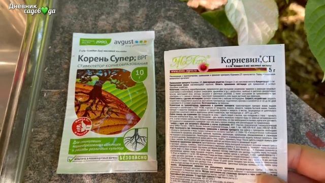 Правильный влагозарядный полив, дождевание кроны хвойных.Мульчирование. Наращивание корневой. смотреть онлайн