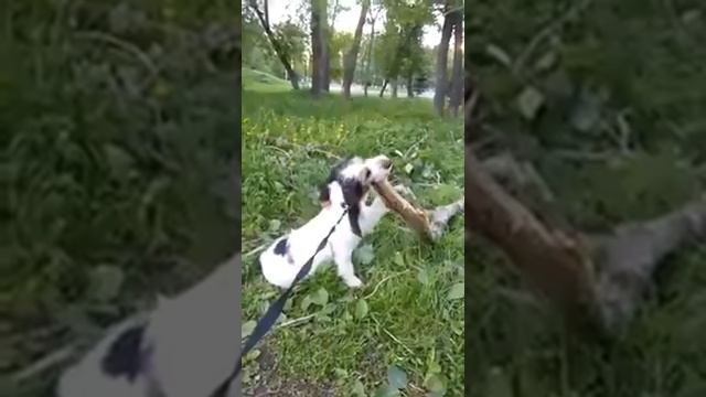 А как вы точите свои зубы? Большой Вандейский Бассет Гриффон/Grand Basset griffon Vendeen смотреть онлайн