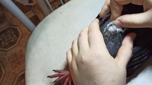 КАК ПОСТАВИТЬ УКОЛ ГОЛУБЮ | Внутримышечные/подкожные инъекции