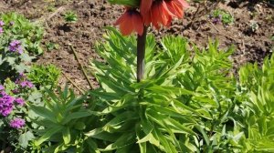 Пять причин, почему императорские рябчики не цветут