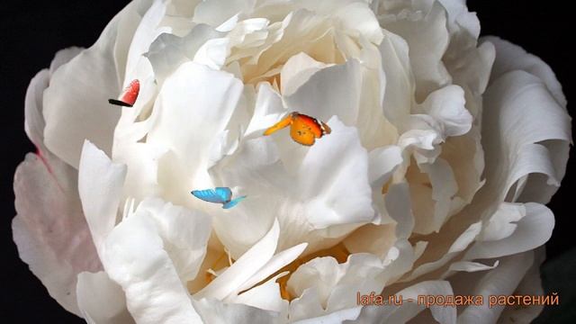 Пион травянистый Гардения (paeonia) ? пион Гардения обзор: как сажать луковицы пиона Гардения смотреть онлайн