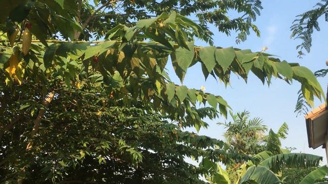 The Amazing Strawberry Tree | Muntingia Calabura ตะขบฝรั่ง