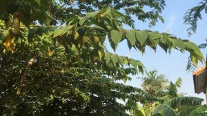 The Amazing Strawberry Tree | Muntingia calabura ตะขบฝรั่ง